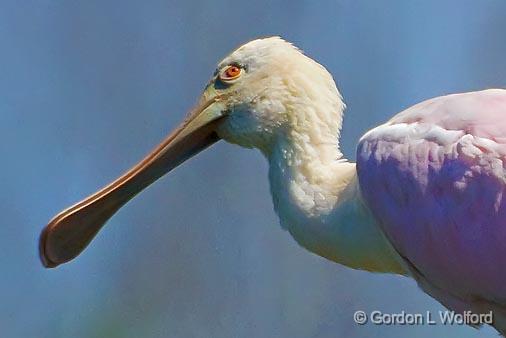 Two Spoonbills Atop A Tree_45090crop.jpg - Roseate Spoonbill (Ajaia ajaja)Photographed along the Gulf coast at the Smith Oaks Bird Sanctuary in High Island, Texas, USA.